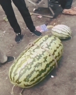 西瓜界“网红”是它！快看这个100斤“状元瓜” - 辽宁频道