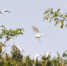 葫芦岛：白鹭落户羊安乡（图） - 辽宁频道