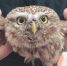 沈阳市民捡到“怪鸟” 竟是国家二级重点保护动物 - 辽宁频道