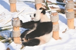 看见雪蒙圈了 沈阳四只大熊猫近日成为“网红” - 辽宁频道