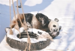 看见雪蒙圈了 沈阳四只大熊猫近日成为“网红” - 辽宁频道
