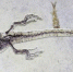 一亿年前的蜥蜴喜欢吃“麻小” - 中国在线