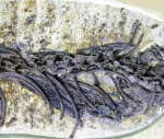 一亿年前的蜥蜴喜欢吃“麻小” - 中国在线