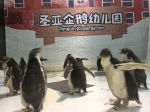 圣亚海洋世界“企鹅幼儿园”开园 - 中国在线