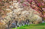 旅顺口区将举办2020年踏青赏樱季系列活动 - 中国在线