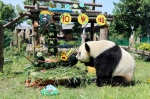 大熊猫“金虎”10岁啦 - 中国在线