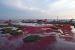 碧海蓝天看辽宁：盘锦红海滩——中国最北海岸线上的火红画卷 - 中国在线