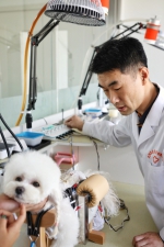 神奇中医保护宠物健康 - 中国在线