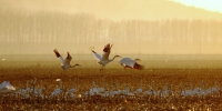 辽河生态景观建设：法库獾子洞国家湿地公园——白鹤迁徙“加油站” - 中国在线