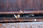 辽河生态景观建设：法库獾子洞国家湿地公园——白鹤迁徙“加油站” - 中国在线