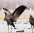 湿地旗舰物种白头鹤今年首次飞来辽宁过年 - 辽宁频道