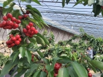 大连普兰店举办大樱桃产业文化节 - 中国在线
