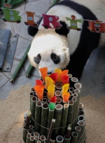 沈阳双胞胎大熊猫“浦浦、发发”迎来八周岁生日 - 中国在线