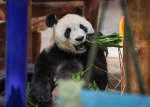 沈阳双胞胎大熊猫“浦浦、发发”迎来八周岁生日 - 中国在线