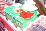 庄河草莓节启幕 - 中国在线