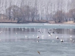 新民市首届溪溪湖观鸟节将于4月1日启幕 - 中国在线