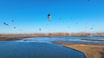 2023年新民市首届溪溪湖观鸟节启幕 - 中国在线