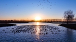 2023年新民市首届溪溪湖观鸟节启幕 - 中国在线