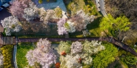 第十五届中国大连旅顺（国际）樱花节即将启幕 - 中国在线