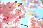 第十五届中国大连（旅顺）国际樱花节启幕 - 中国在线