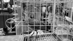 单位院内捡只鸟 - Syd.Com.Cn