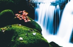 秋风叶正红 - Syd.Com.Cn