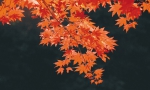 秋风叶正红 - Syd.Com.Cn
