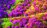 大连：杜鹃花海美若仙境（图） - 辽宁频道