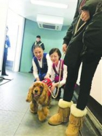 情感抚慰犬首次乘机 - Syd.Com.Cn