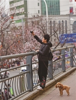 本溪：山城花初绽 清明雨雪来（图） - 辽宁频道