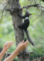 沈阳：遛猫遛狗不稀奇 见过遛松鼠的吗（图） - 辽宁频道